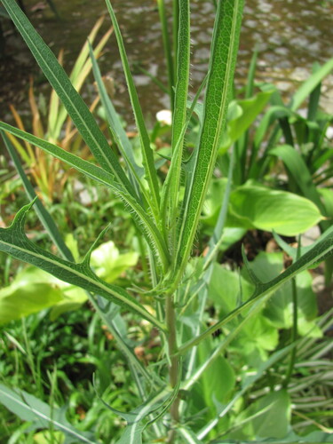 Willowleaf Lettuce reference