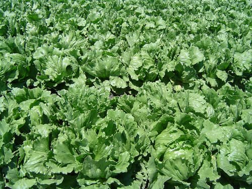Cultivated Lettuce reference