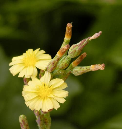 Prickly Lettuce reference