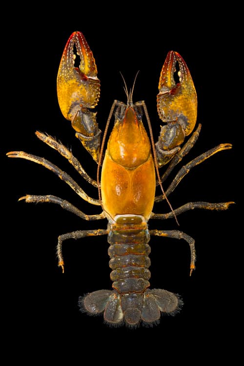 Devil Crayfish reference