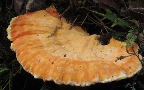 Huronian Chicken Mushroom reference