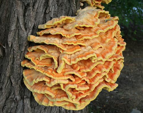 Chicken of the Woods reference