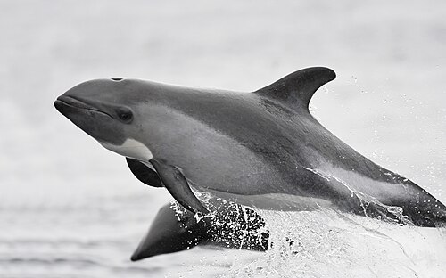 Peale's Dolphin reference