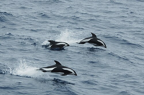 Hourglass Dolphin reference