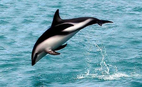 Dusky Dolphin reference