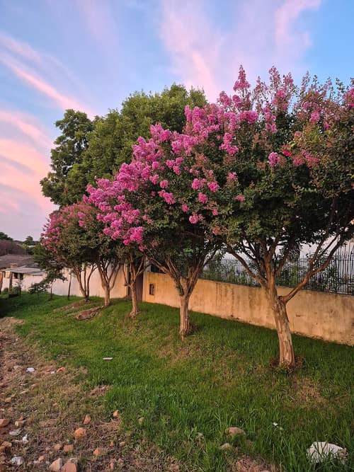 Common Crepe Myrtle reference