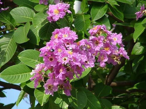 Queen's Crepe Myrtle reference