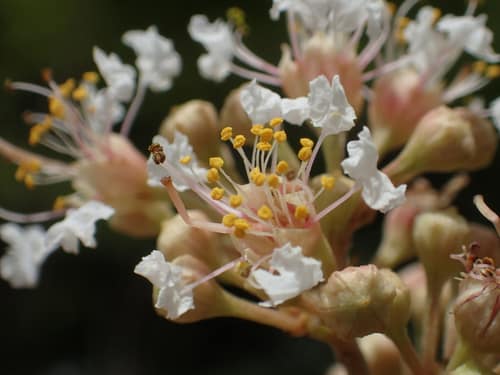 Taiwan Crepe Myrtle reference