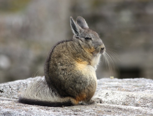 Southern Viscacha reference