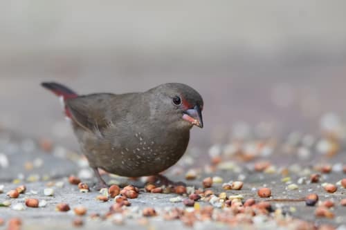 Red-billed Firefinch reference