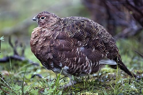 Willow Ptarmigan reference