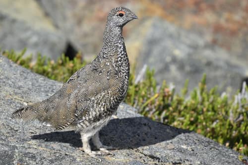 White-tailed Ptarmigan reference