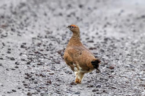 Rock Ptarmigan reference