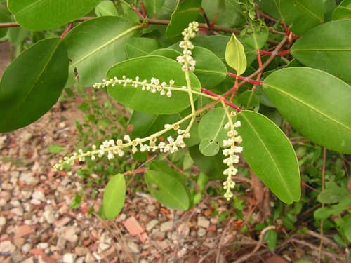 White Mangrove reference