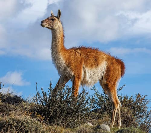 Guanaco reference