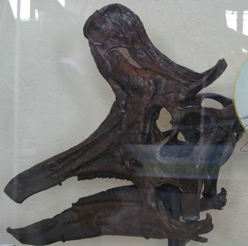 Lambe's Lizard reference