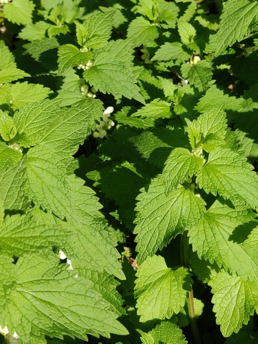 White Deadnettle reference