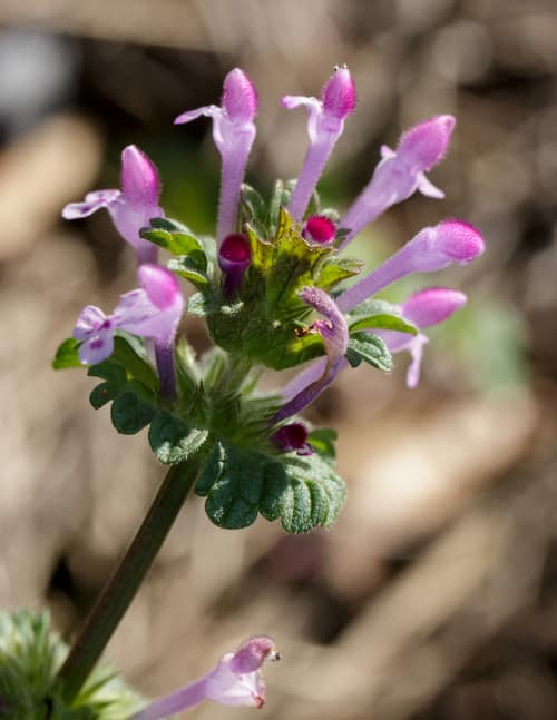 Henbit Deadnettle reference