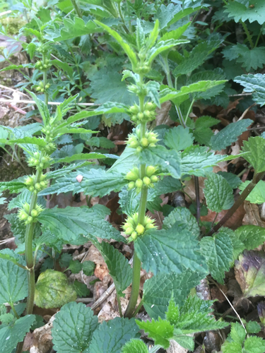 Yellow Archangel reference
