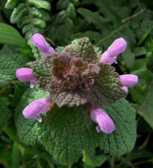 Red Deadnettle reference