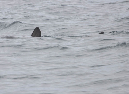 Salmon Shark reference