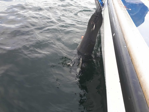 Porbeagle reference
