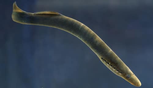 European River Lamprey reference