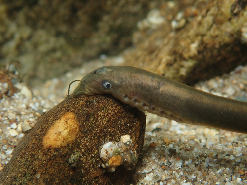 European Brook Lamprey reference