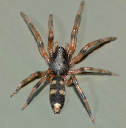 Southern White-tail Spider reference