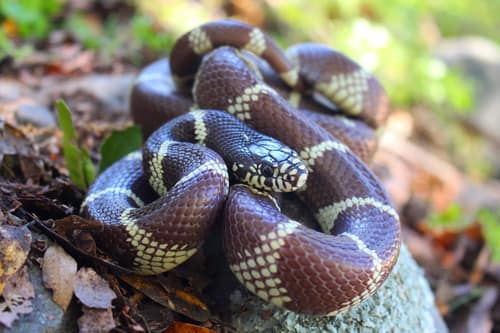 California Kingsnake reference