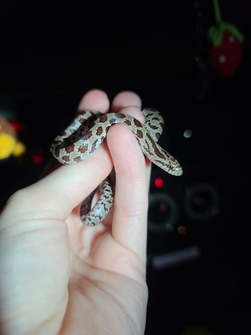 Prairie Kingsnake reference