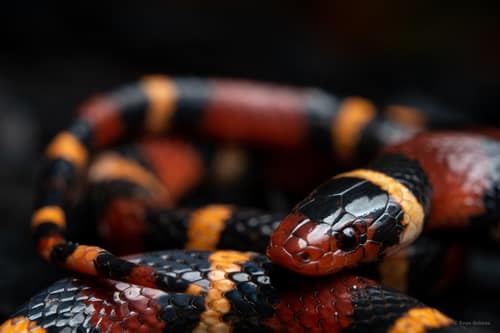 Scarlet Kingsnake reference
