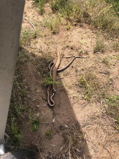 Eastern Kingsnake reference