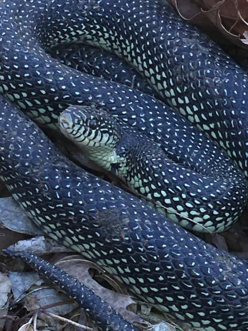 Speckled Kingsnake reference