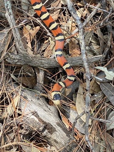 Sonoran Mountain Kingsnake reference