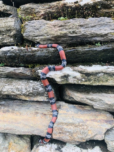 Ecuadorian Milksnake reference