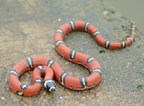 Mexican Milksnake reference
