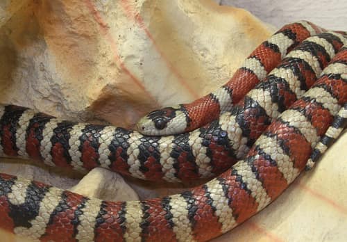 Sonoran Mountain Kingsnake reference