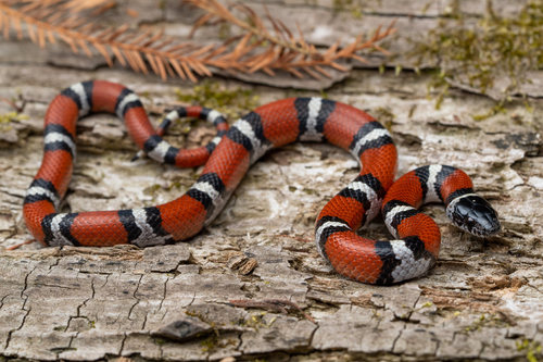 Eastern Milk Snake reference
