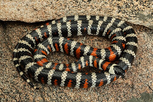 California Mountain Kingsnake reference
