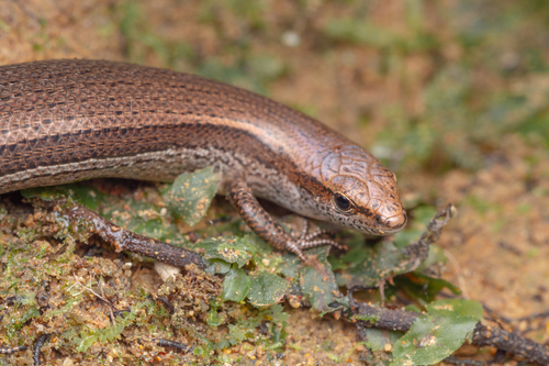 Delicate Skink reference
