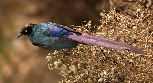 Long-tailed Glossy Starling reference