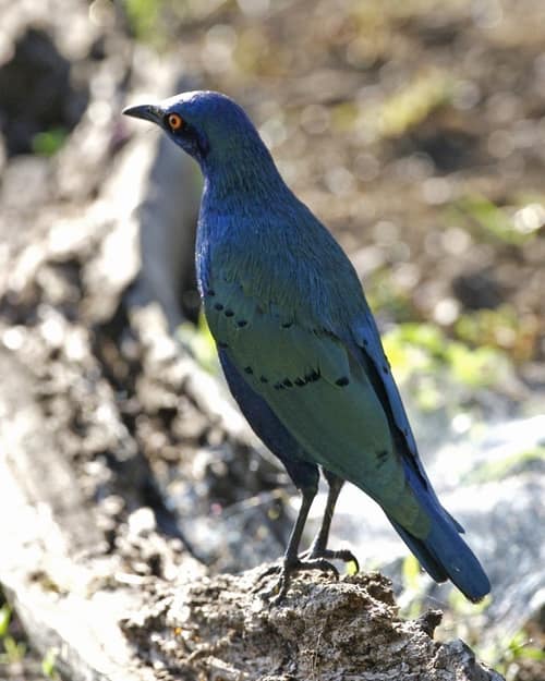 Greater Blue-eared Starling reference