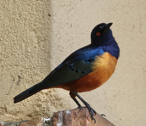 Hildebrandt's Starling reference