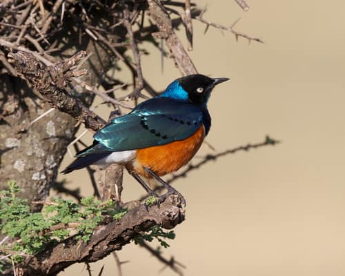 Superb Starling reference
