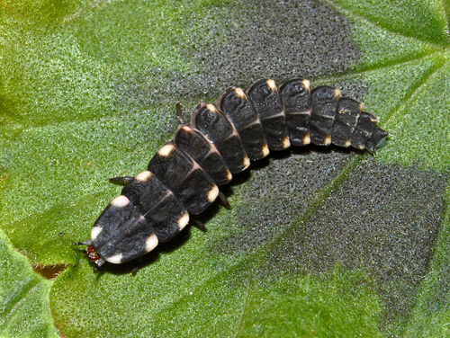Southern Glow-worm reference