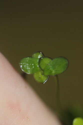 Spotted Duckweed reference