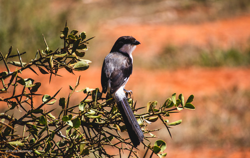 Long-Tailed Fiscal reference