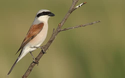 Red-backed Shrike reference