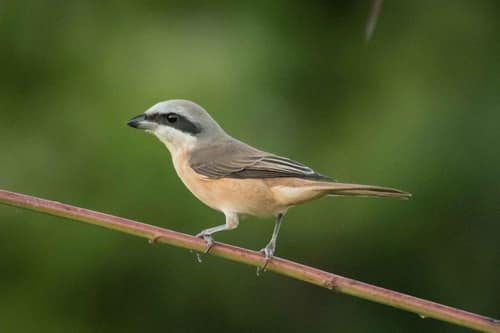 Brown Shrike reference